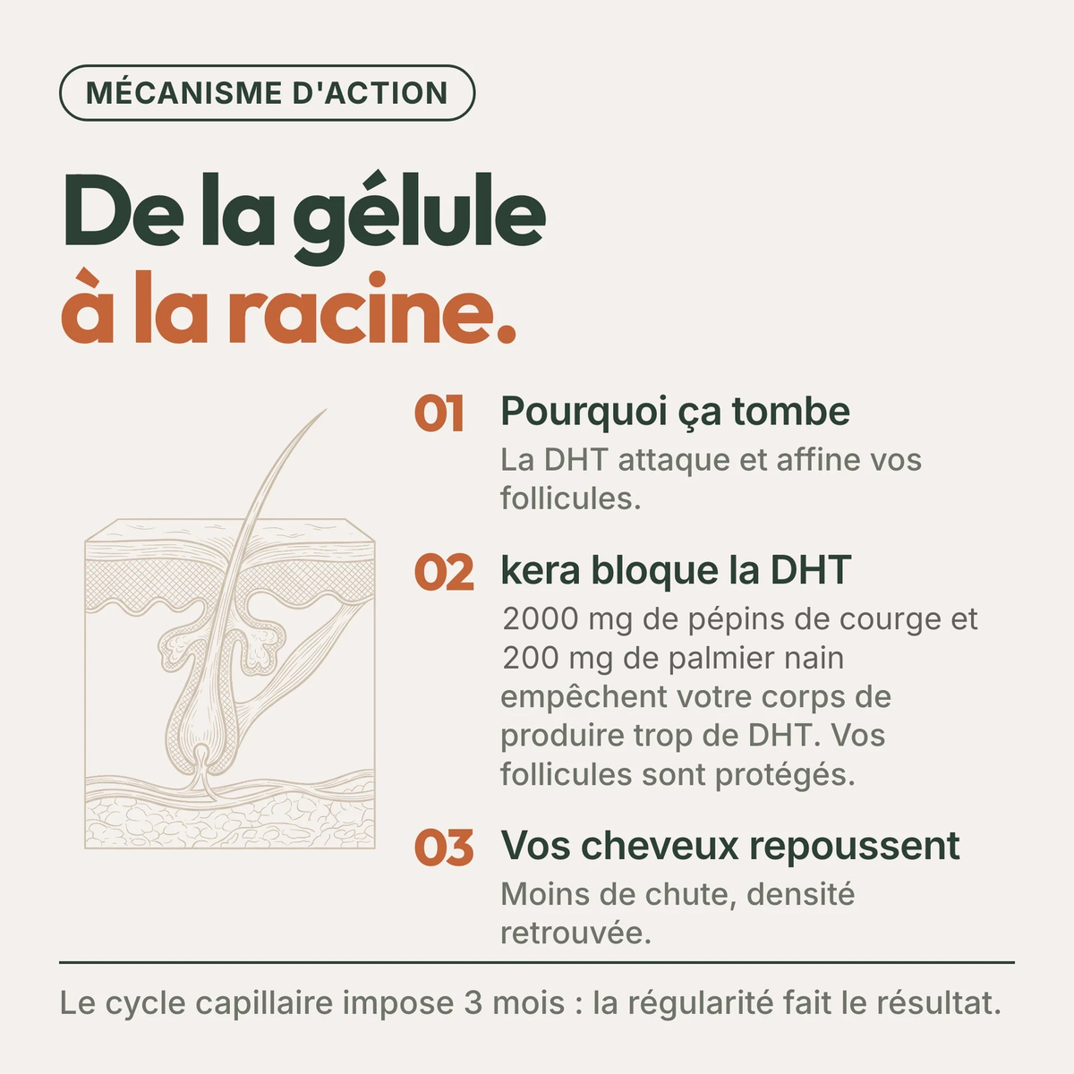Pépins de Courge Softgels - Anti-DHT Naturel